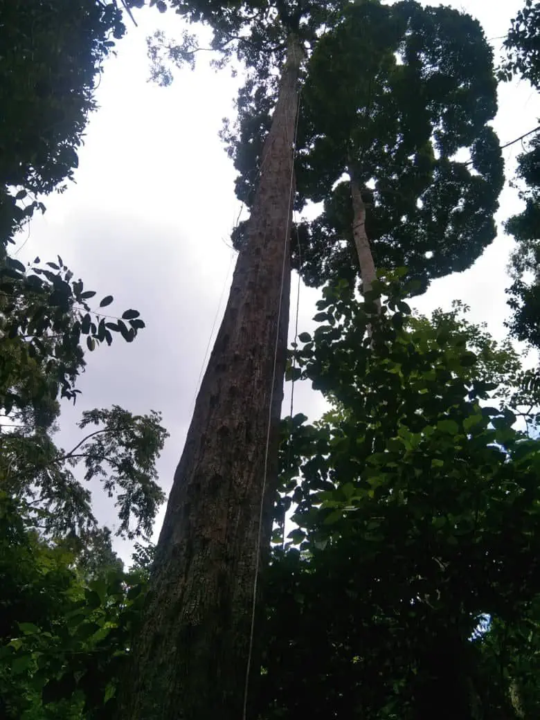 Tualang tree in Kelantan