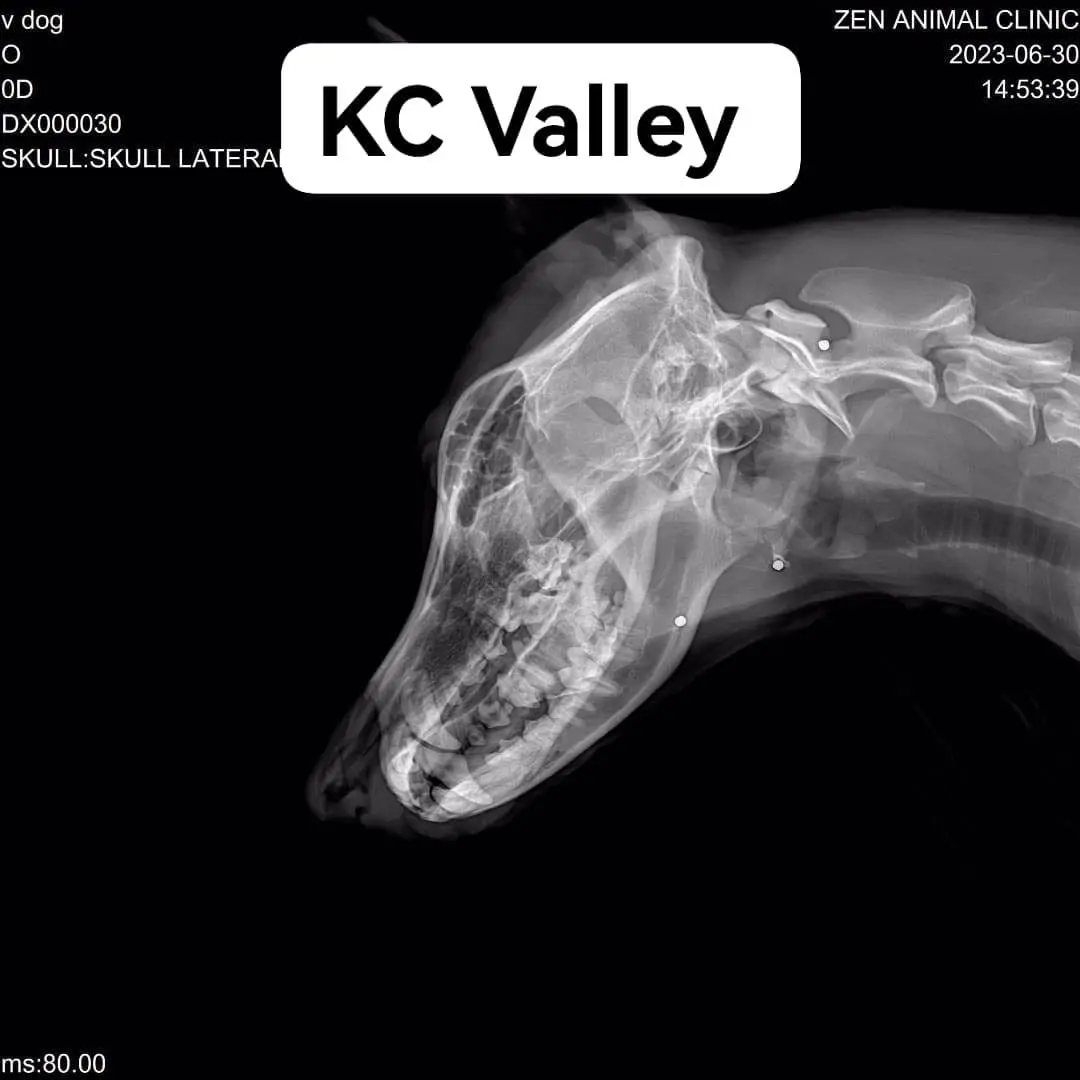 Stray Dog Suffers 20 BB Gun Bullets Lodged Inside Body, M'sian NGO Calls For Witnesses To Step Forward