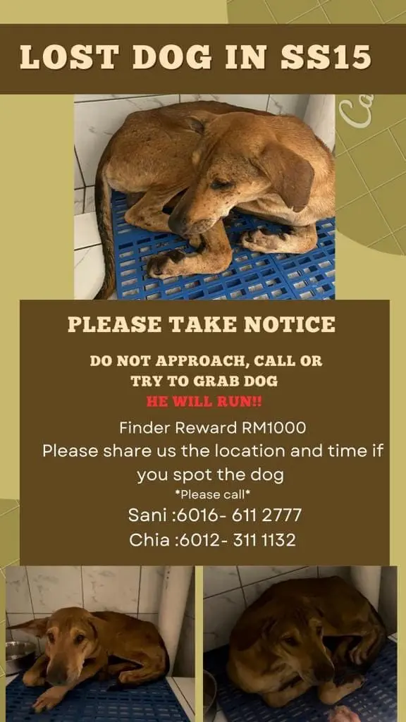 Stray Dog Has 20 BB Gun Bullets Lodged Inside Body, M'sian NGO Calls For Witnesses To Step Forward