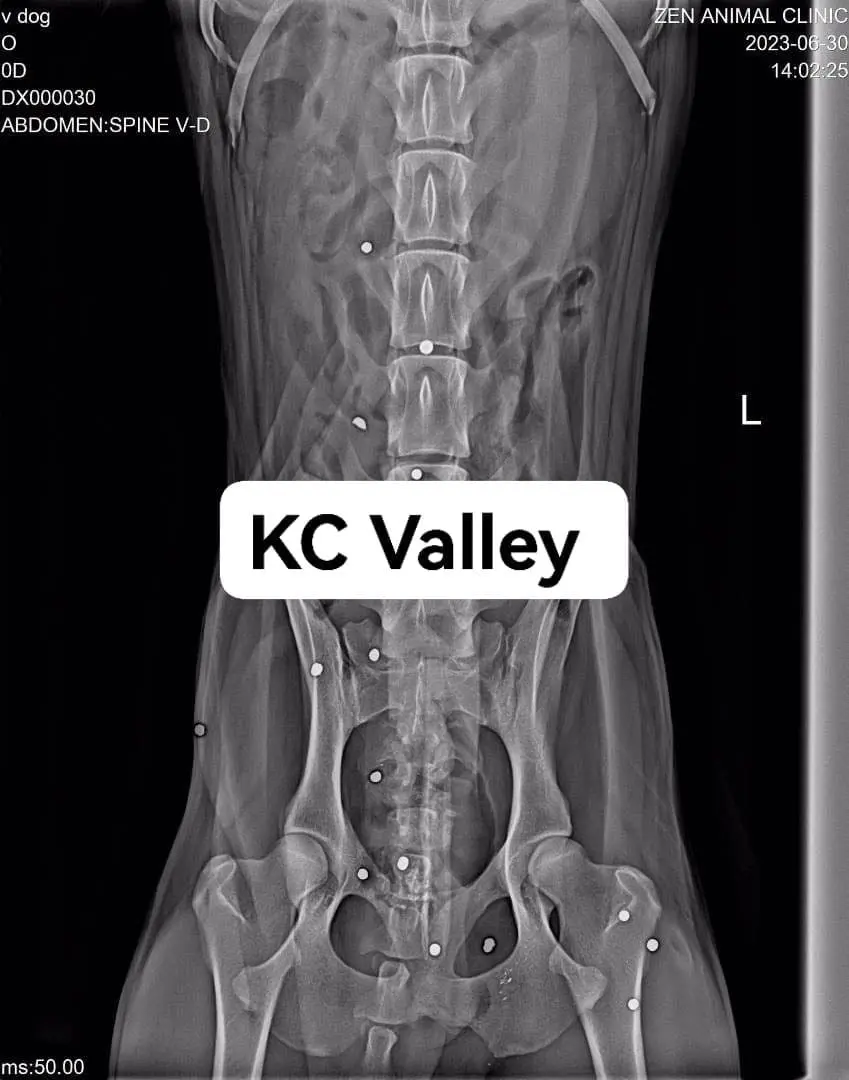 Stray Dog Has 20 BB Gun Bullets Lodged Inside Body, M'sian NGO Calls For Witnesses To Step Forward
