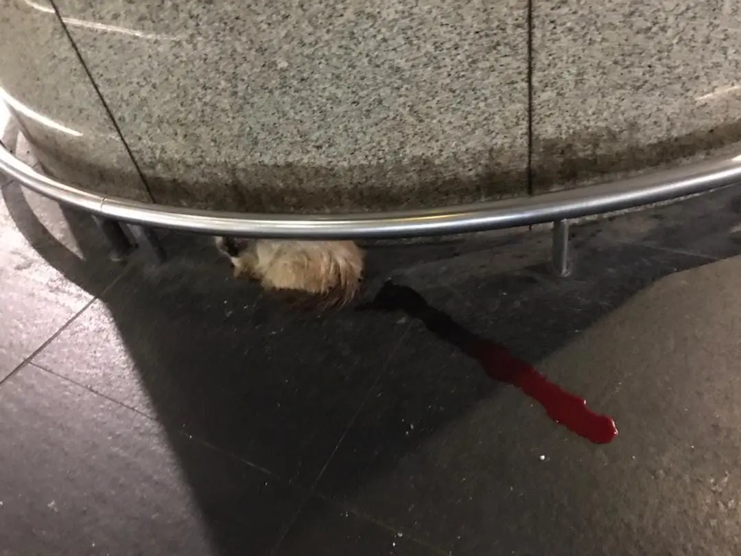 Injured Cat Spotted Bleeding At KLIA, Gets Rescued And Adopted By Kind M'sian