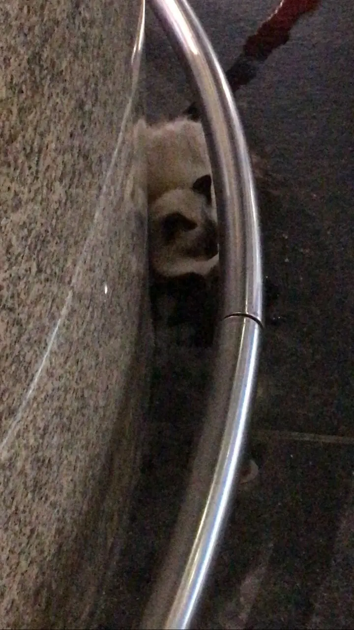 Injured Cat Spotted Bleeding At KLIA, Gets Rescued And Adopted By Kind M'sian