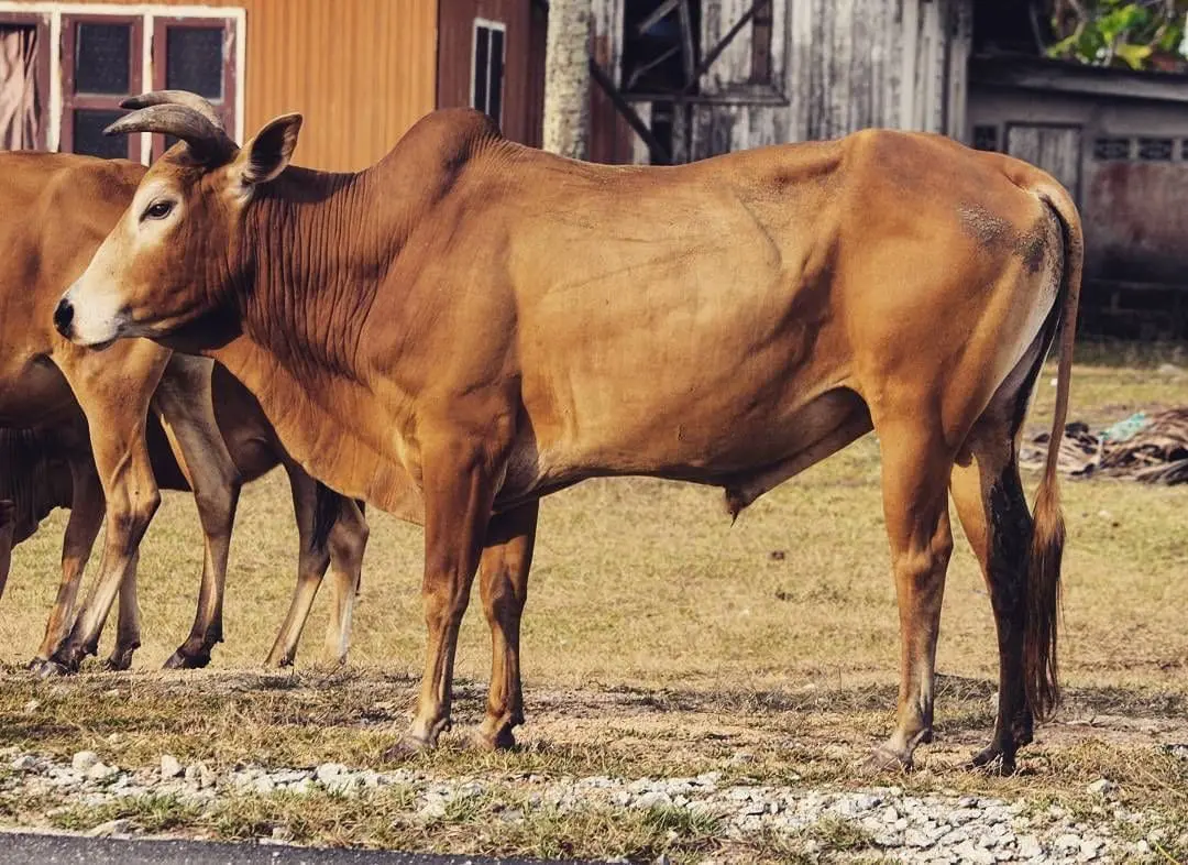 14yo M'sian Student Dies After Crashing Into A Cow That Was Crossing The Road