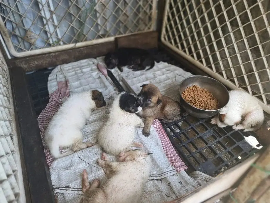 M'sian Man Takes Care Of Dog And Her 6 Puppies After Their Owner Passes Away