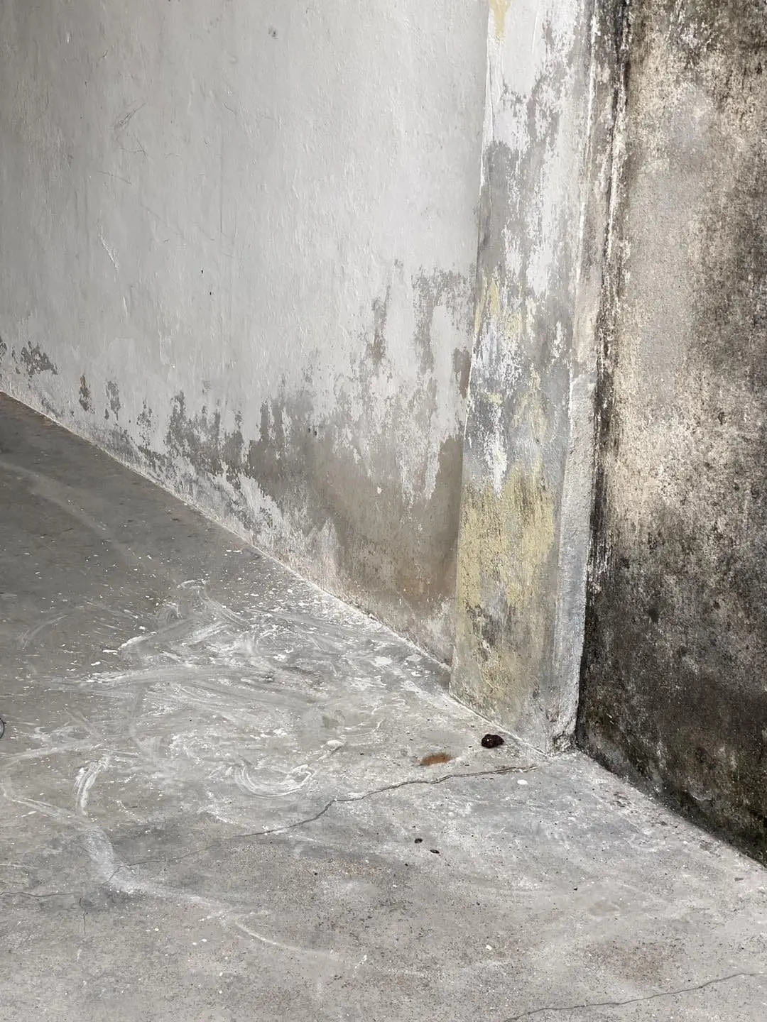 Rottweiler Found Hanging From A Leash In Penang, Owner Claims It Was An Accident