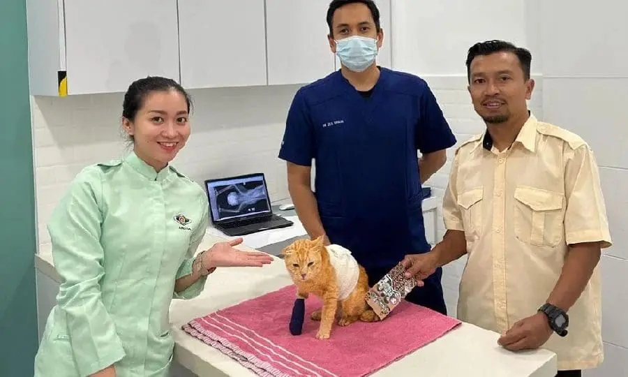 Oyen Rescued From Elmina Plane Crash Has Died Of Its Injuries