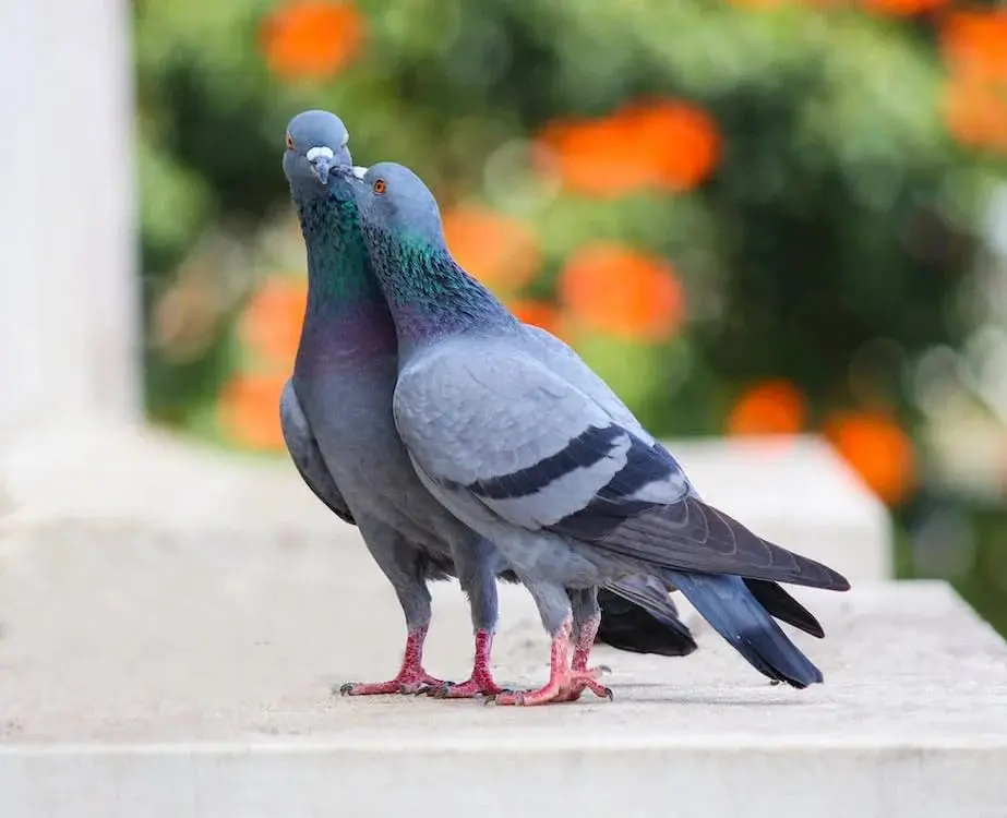 two pigeons standing on roof