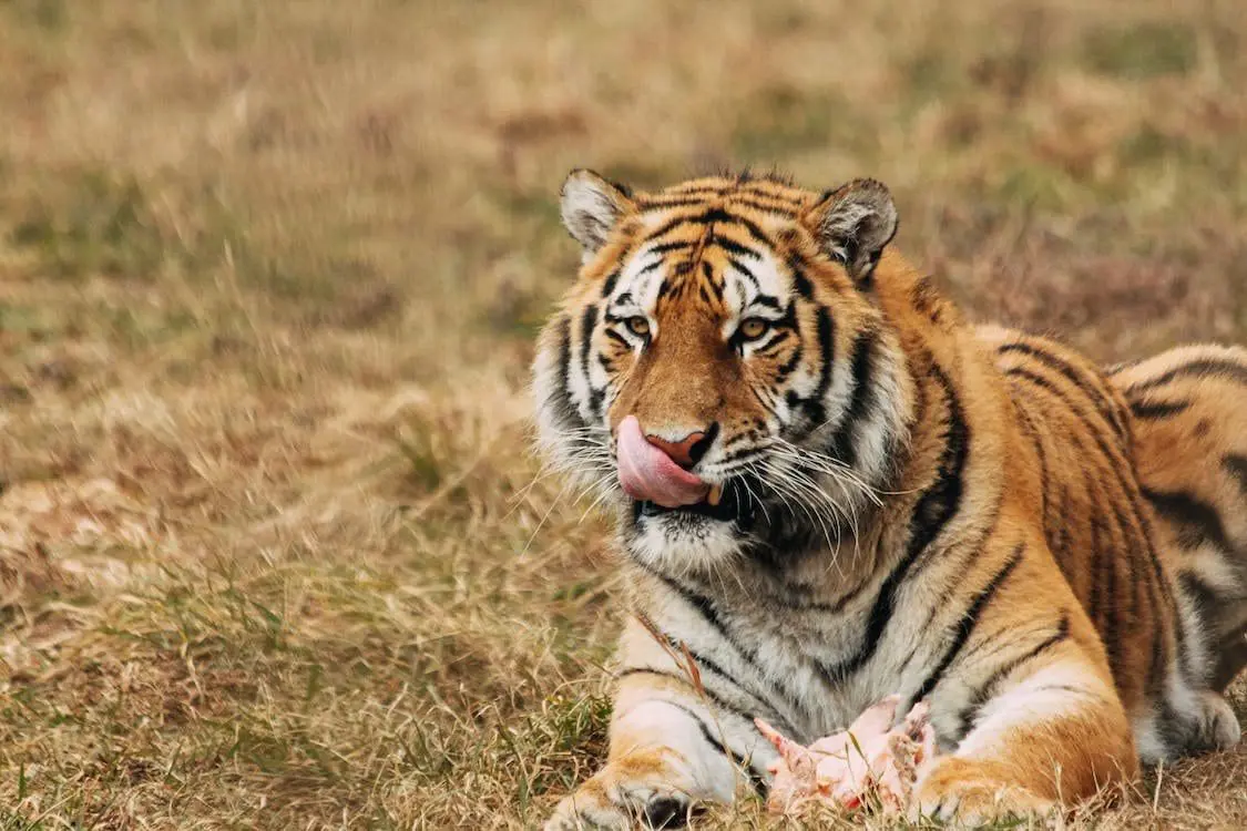Tiger sitting in a field licking its mouth