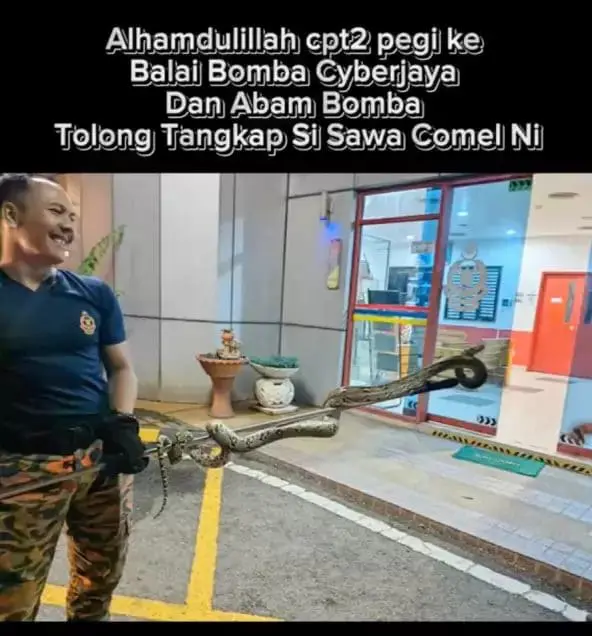 Bomba officer successfully captures python