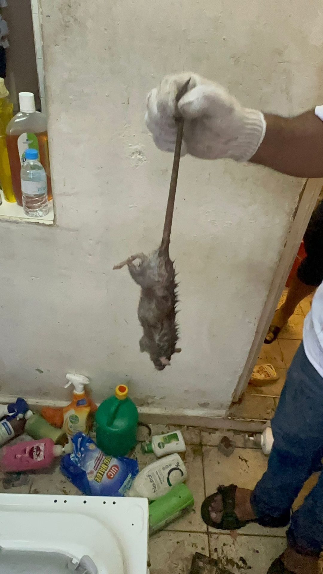 Volunteers find rm3k of cash chewed by rats dead rat