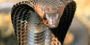 King Cobra's head