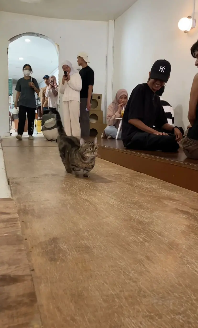 munchkin cat walking