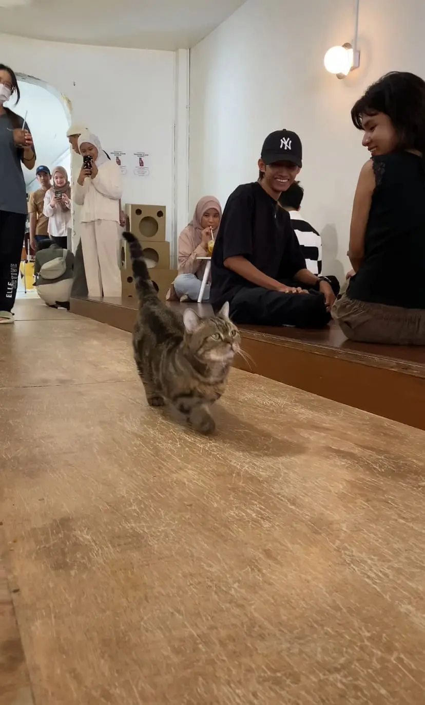 munchkin cat walking
