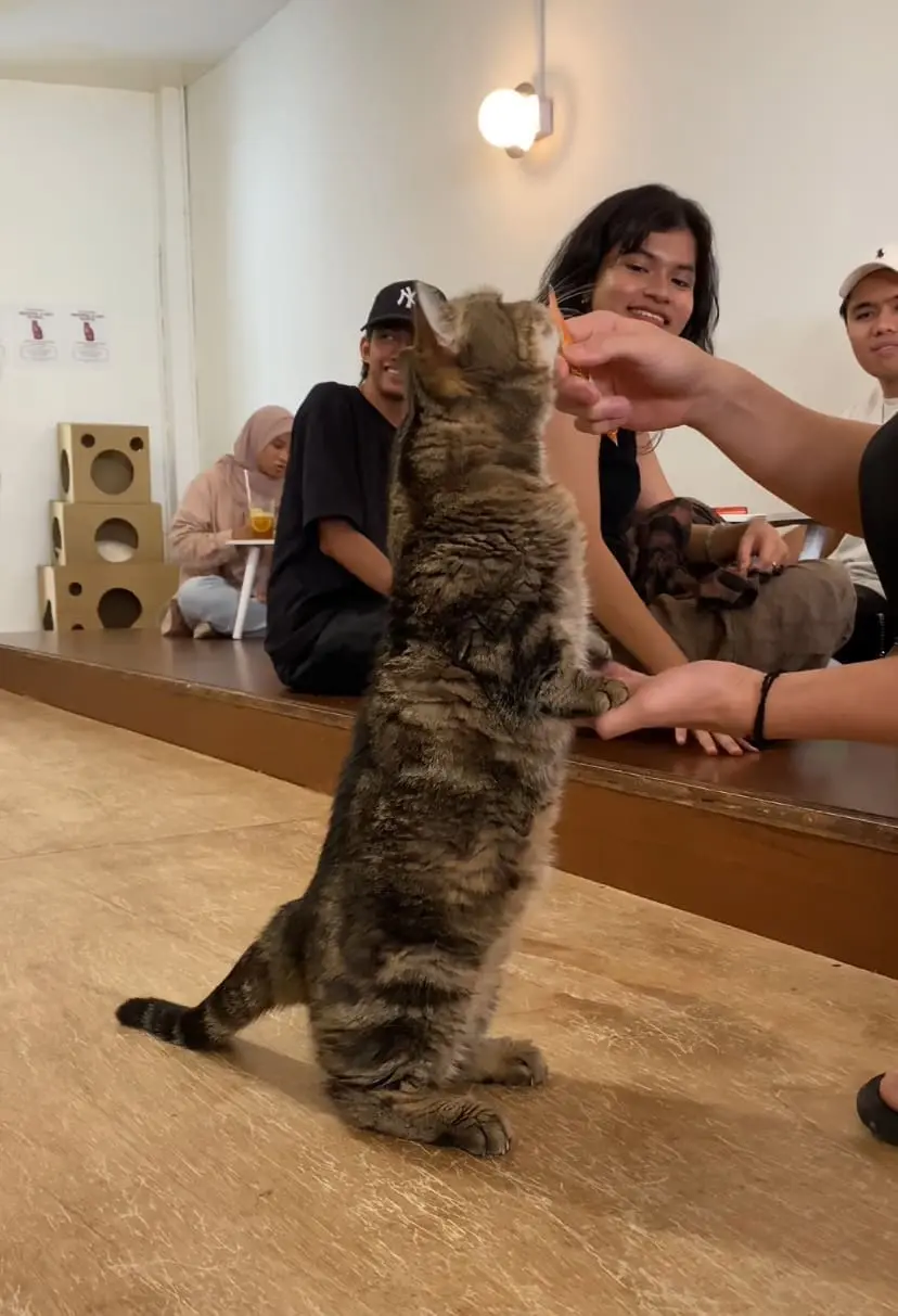 munchkin cat eating treat