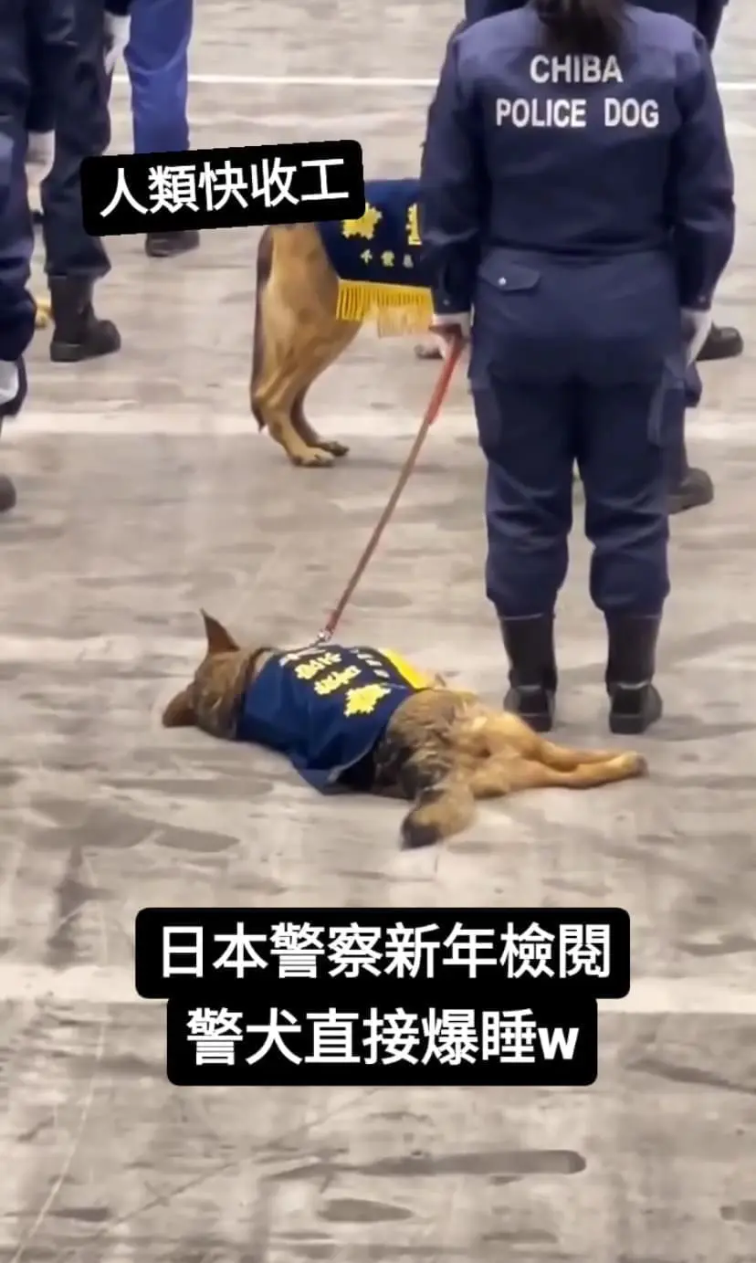 Japanese police dog laying around cozily 