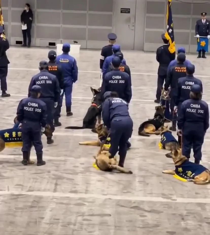 Japanese police dog laying around cozily 