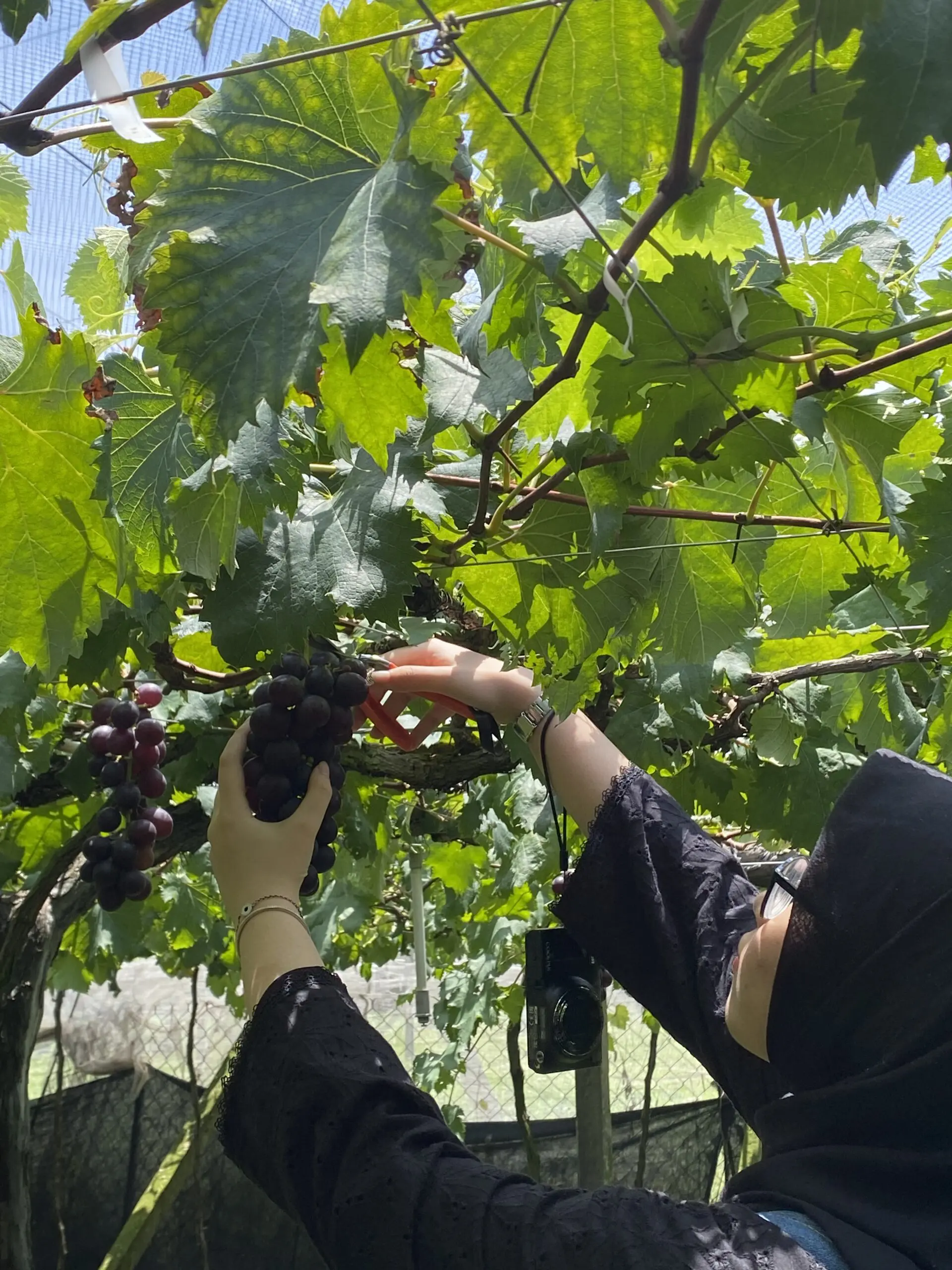 Plucking grape in Taiwan