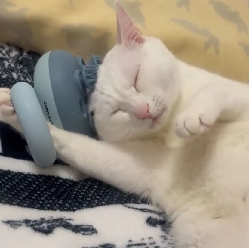 This Cat Giving Itself A Head Massage Is All Of Us After A Long Day