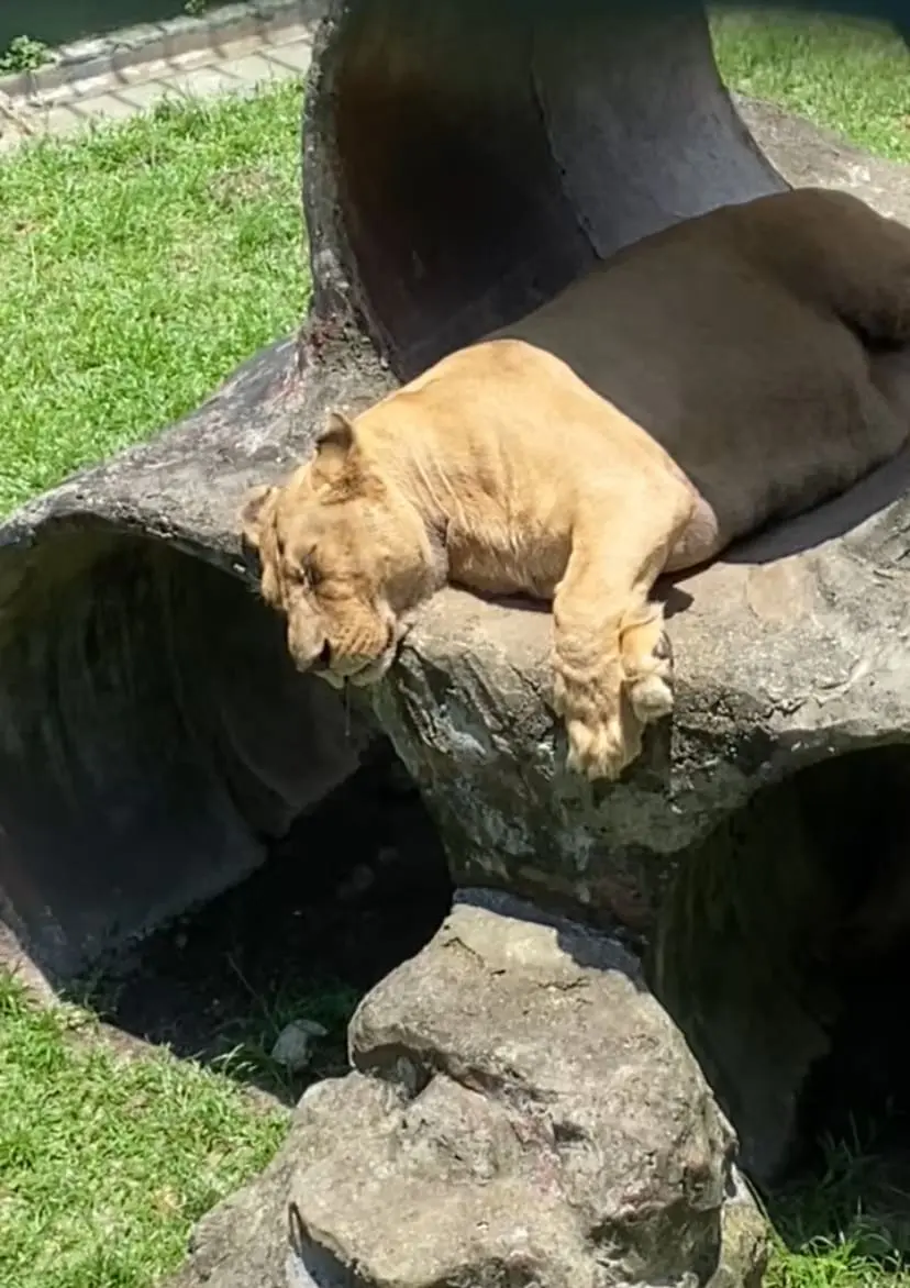 M'sians Amused To See Lions Drooling While Taking A Nap At Johor Zoo