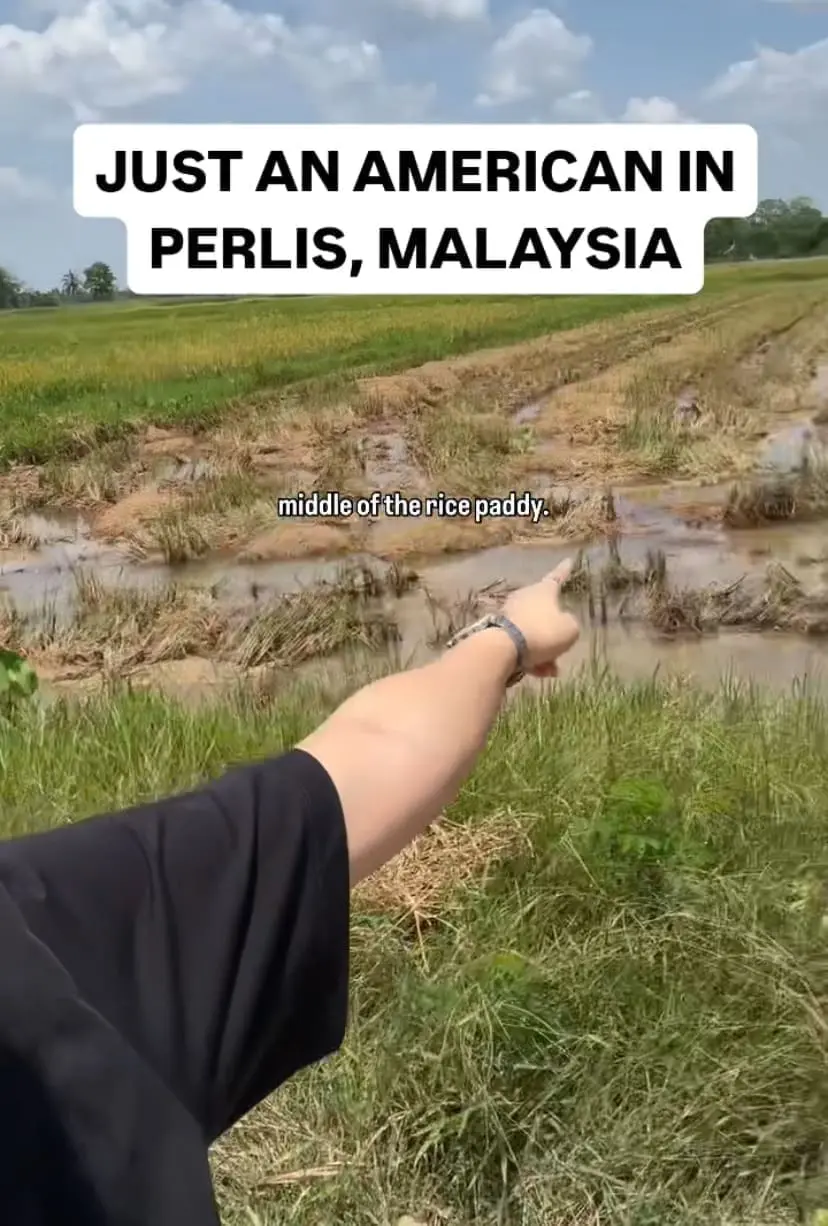 Rice paddies in Perlis