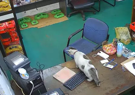 Cat Knocks Over Computer While Staff Are Away