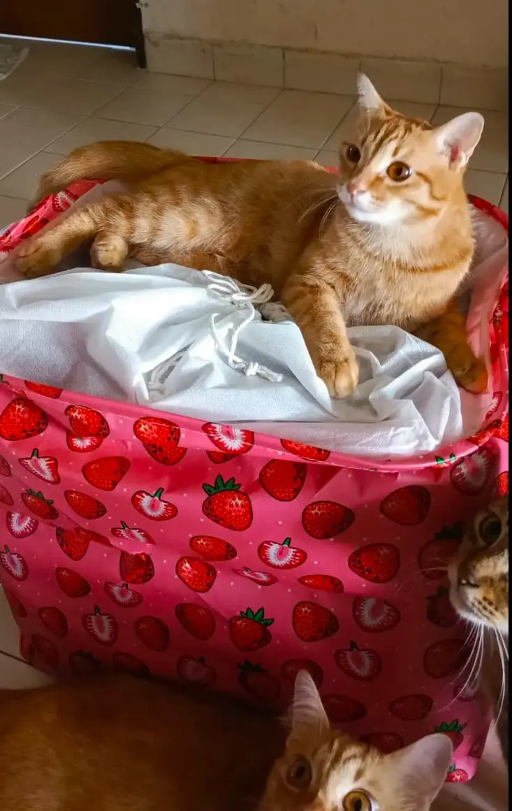 Cats Are Weird, But This Oyen’s Sitting Style Just Won the Internet