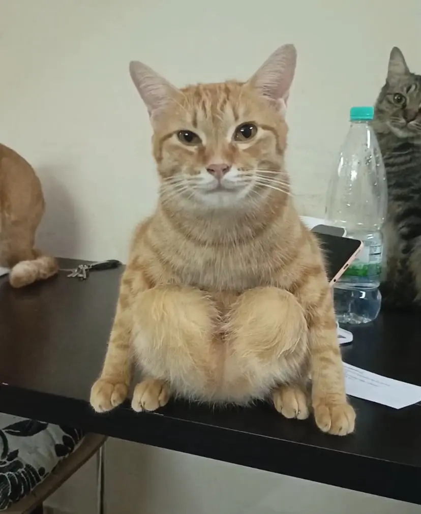 Cats Are Weird, But This Oyen’s Sitting Style Just Won the Internet