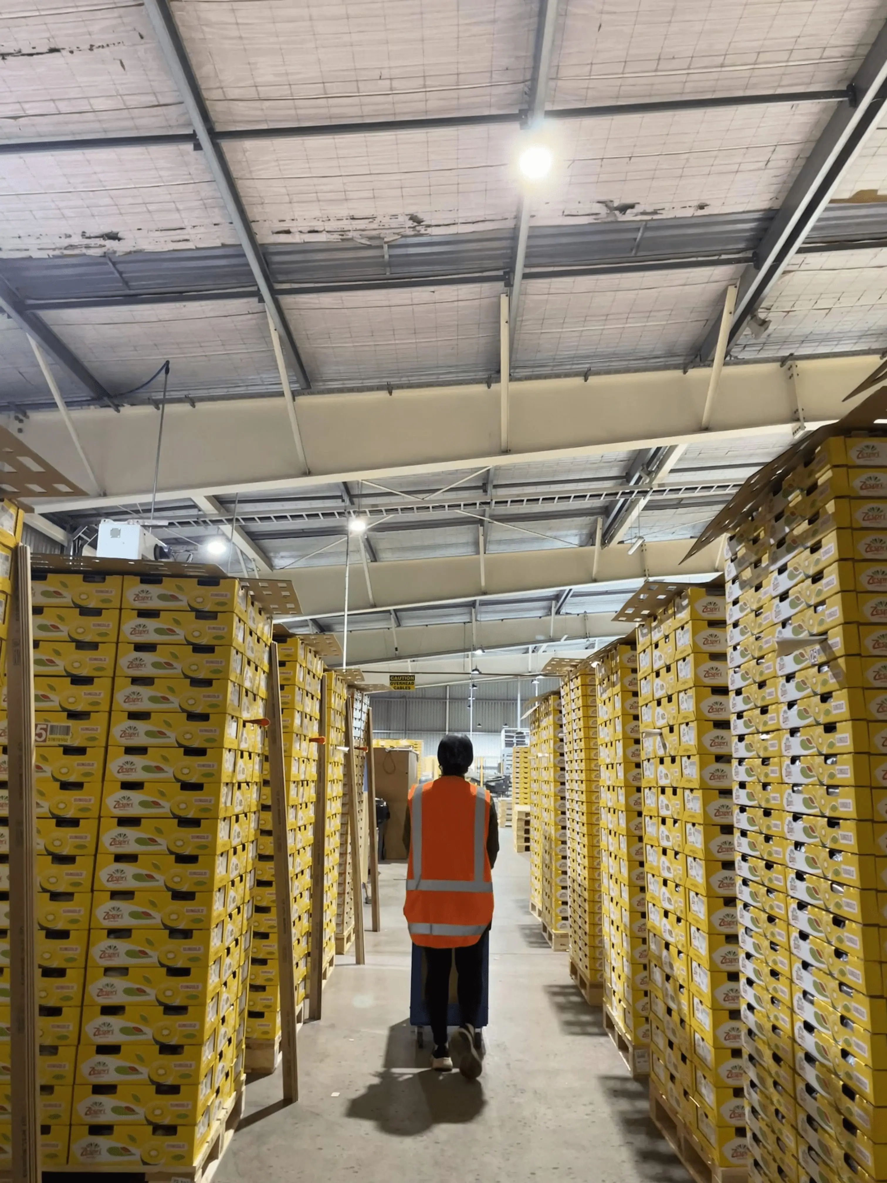 Vanessa Tan checking kiwi pallets in New Zealand