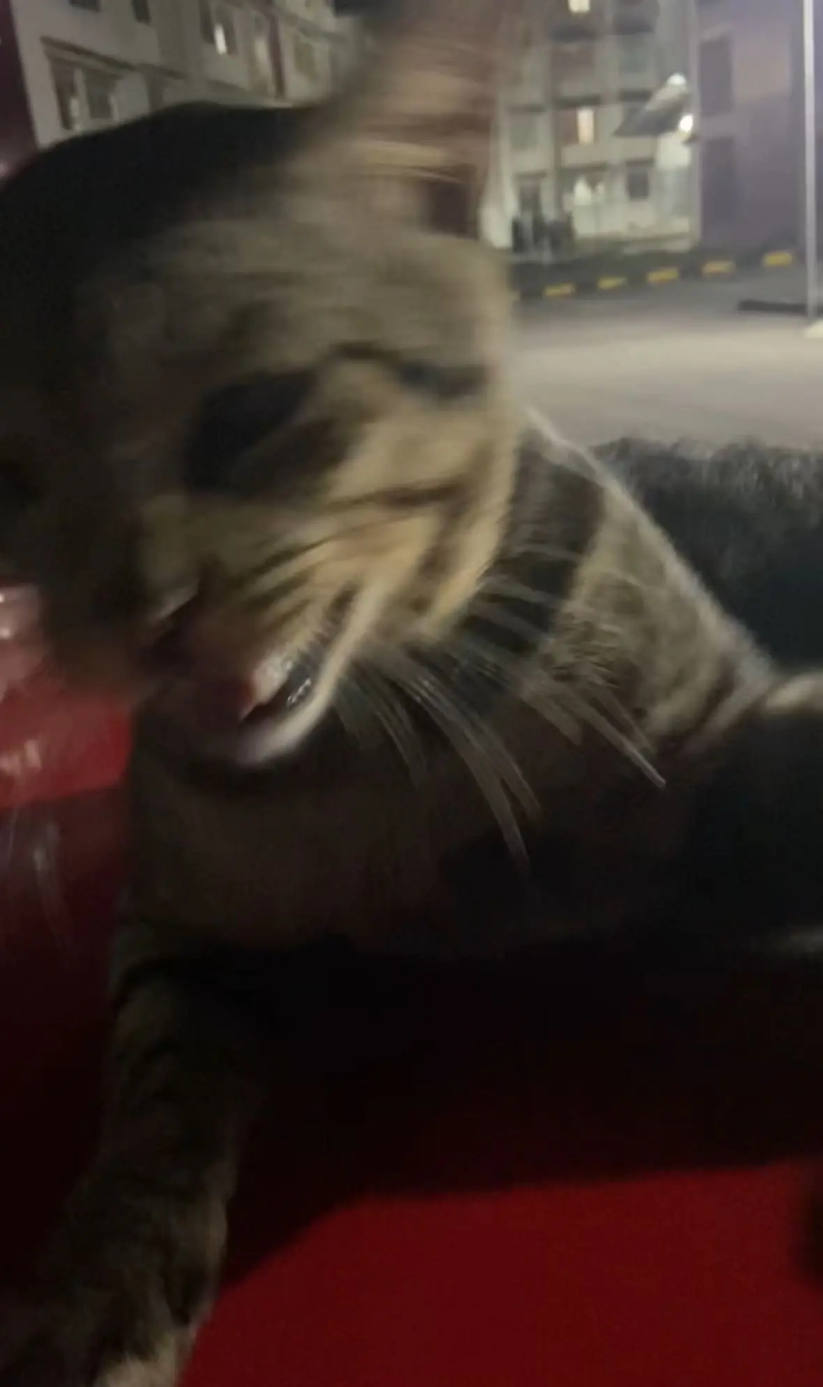 'Sis, Don’t Test Me' – Cat Swats Phone After M’sian Woman Pokes Its Tail