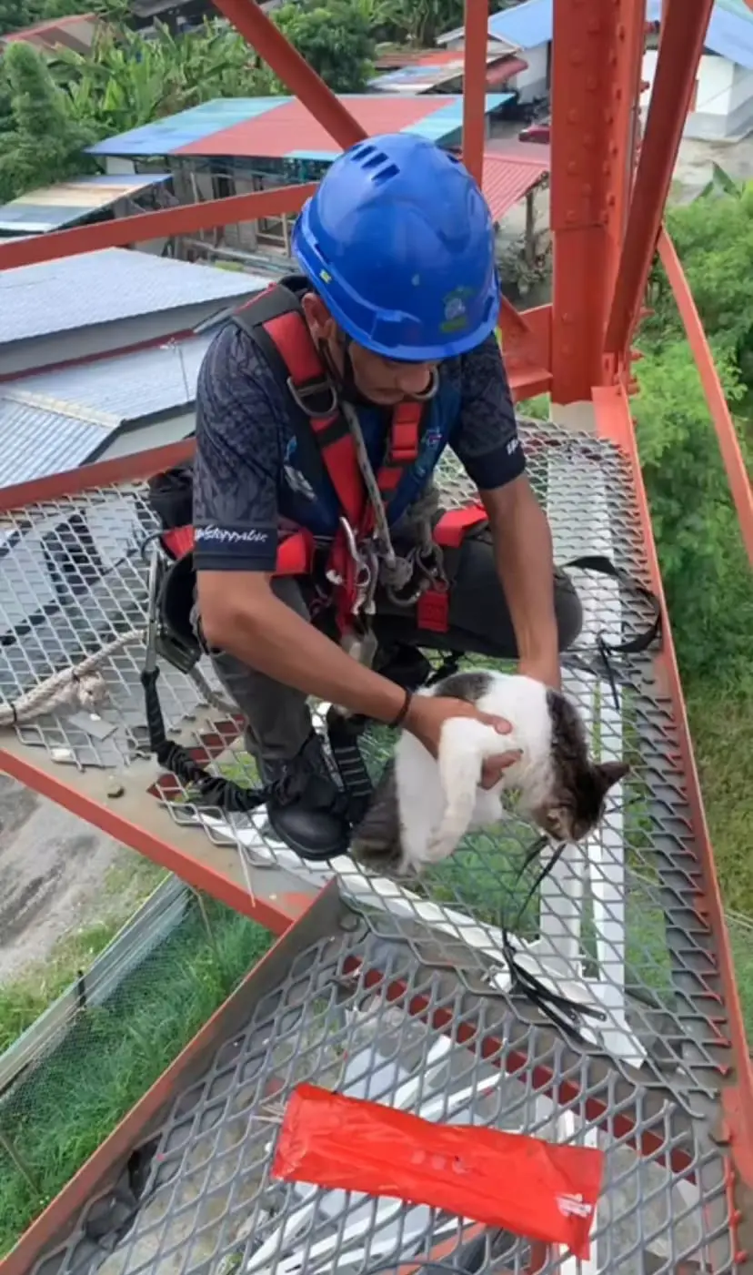 Malaysian technician saved cat at telecommunication tower
