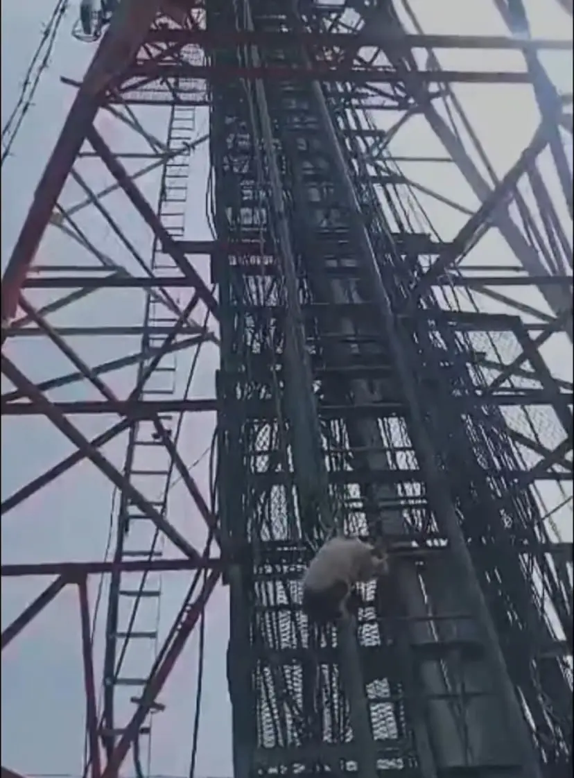 cat roped at telecommunication tower