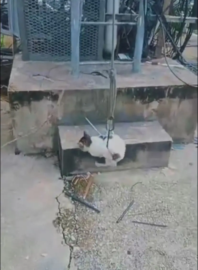 cat roped at telecommunication tower