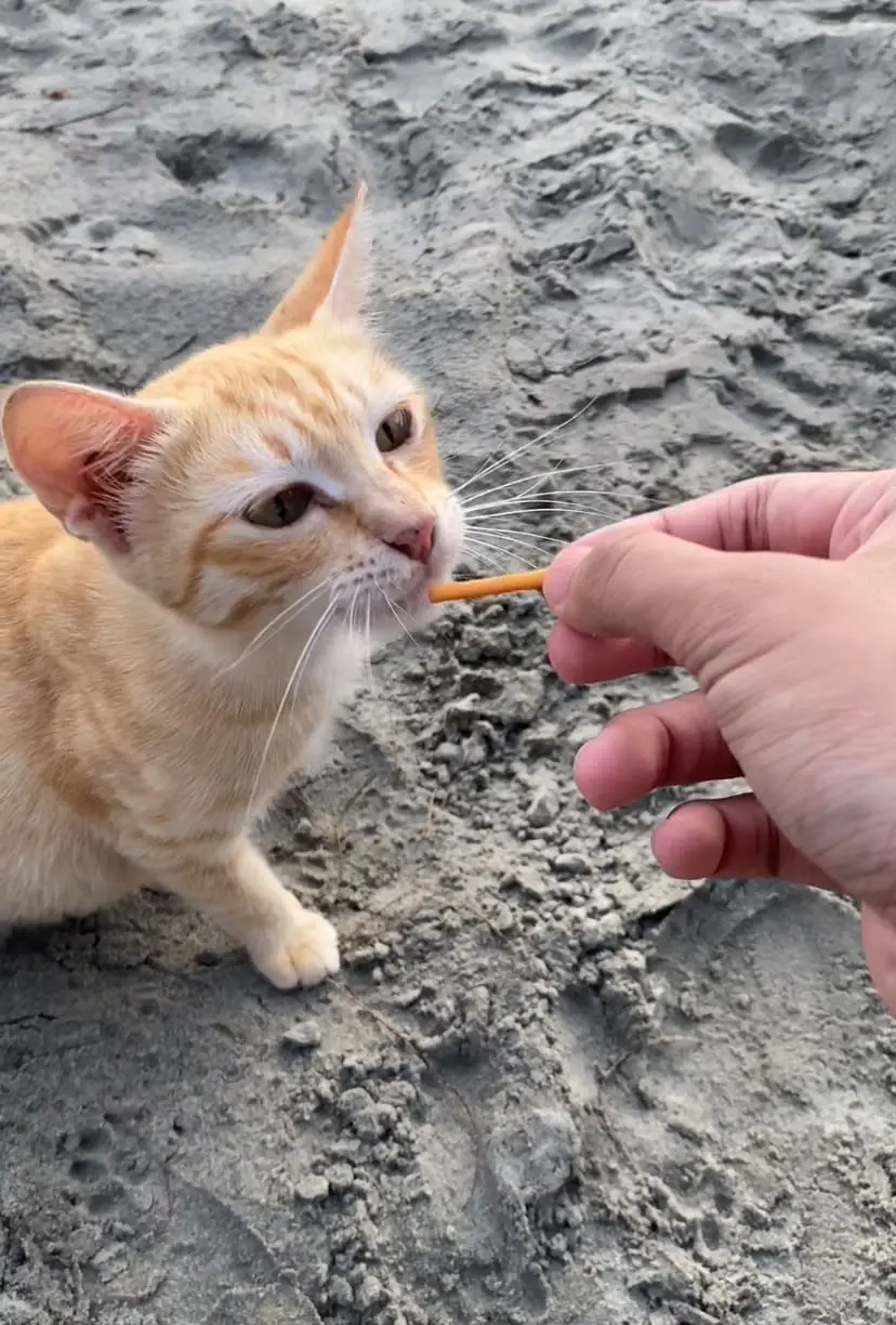 Oyen, Msian orange cat eating snacks at a beach