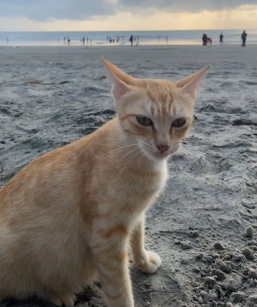 Oyen, Msian orange cat at a beach