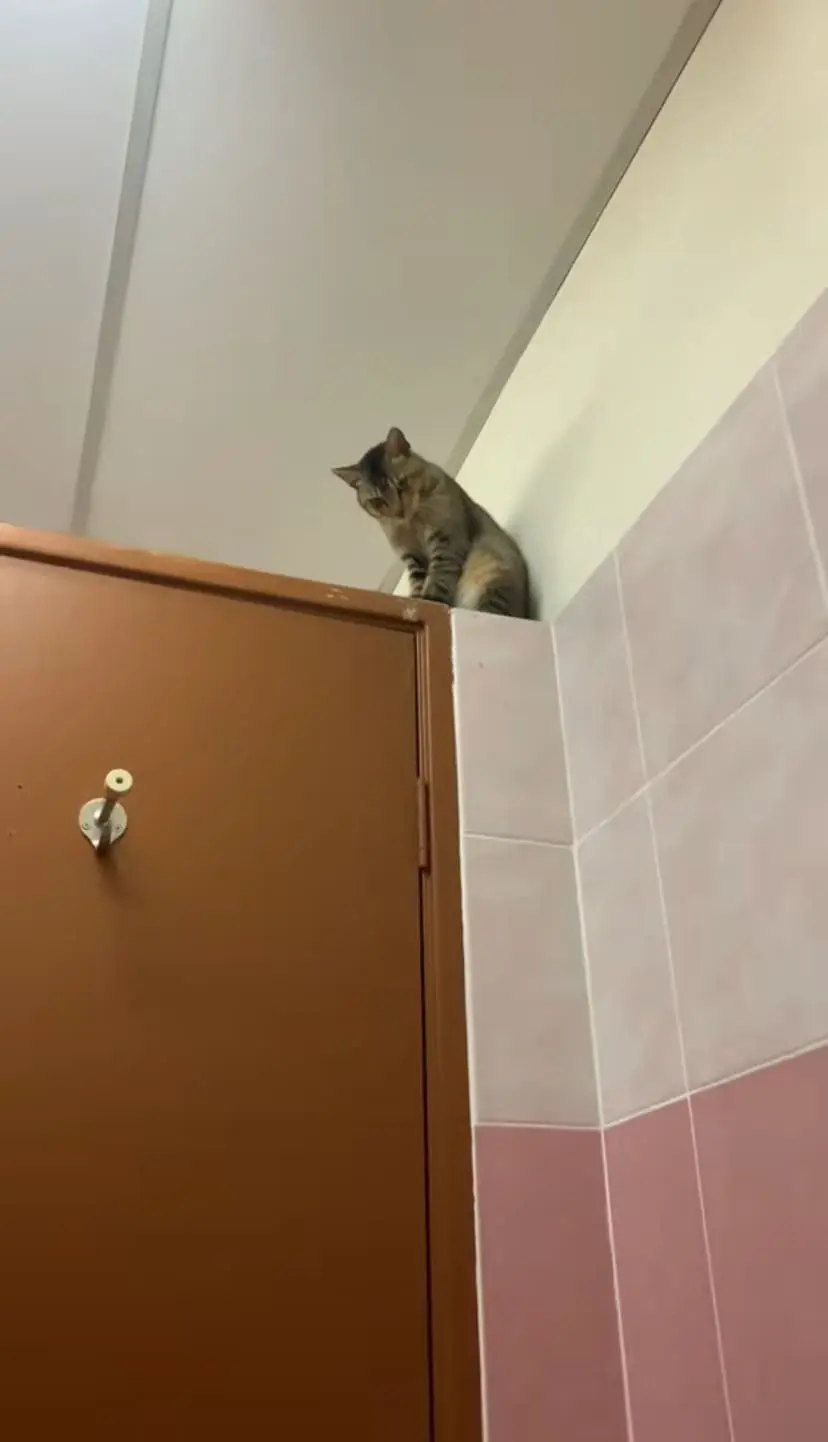 cat staring from the top of the door