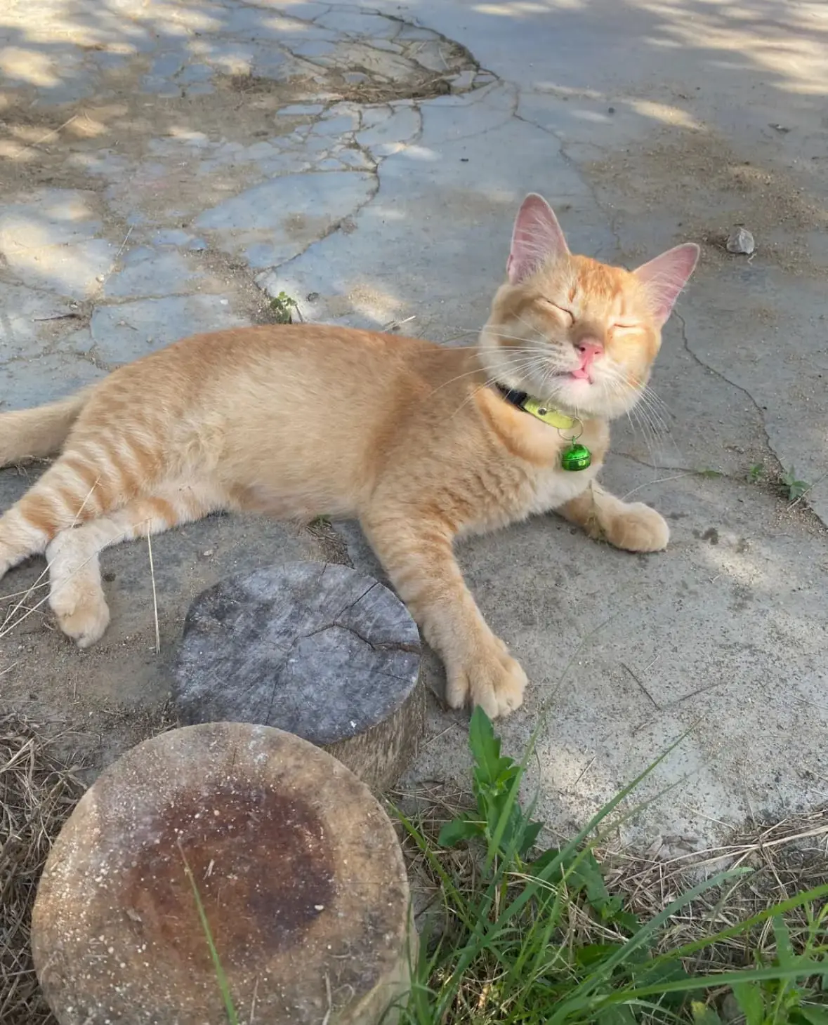 ‘Is This A Mannequin Challenge?’ 2 Oyens Cross Paths & Forget How To Cat