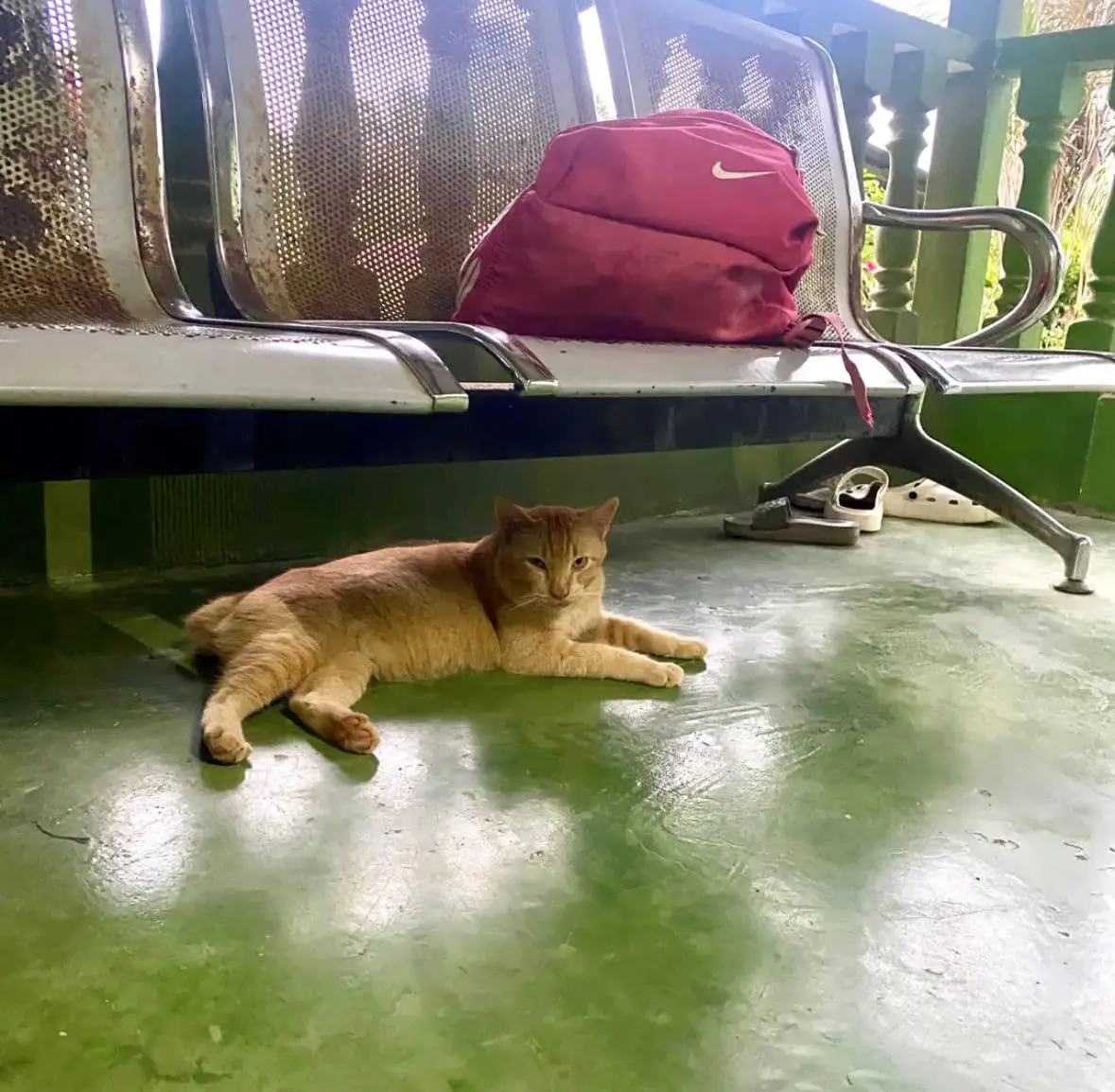 ‘Is This A Mannequin Challenge?’ 2 Oyens Cross Paths & Forget How To Cat