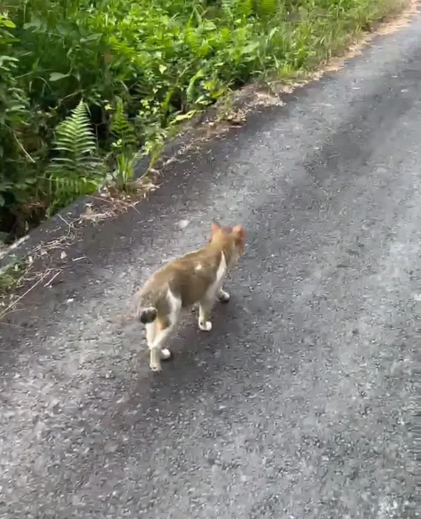 cat on the road
