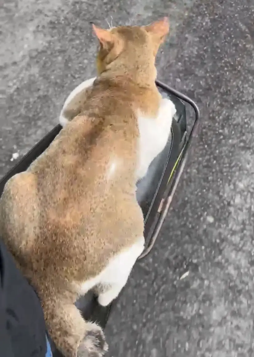 cat on motorbike seat