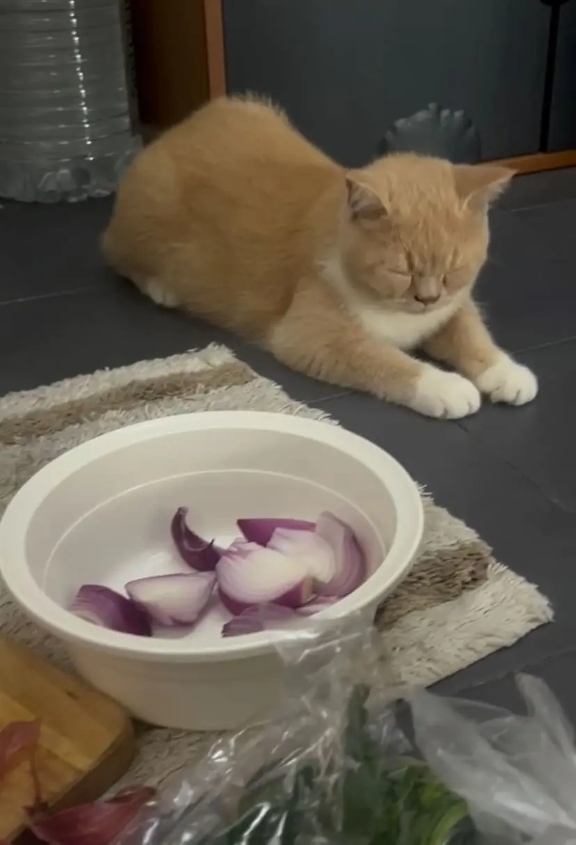 Oyen sits near onion