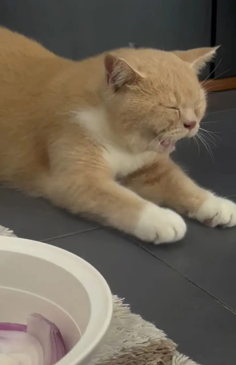 Oyen sits near onion