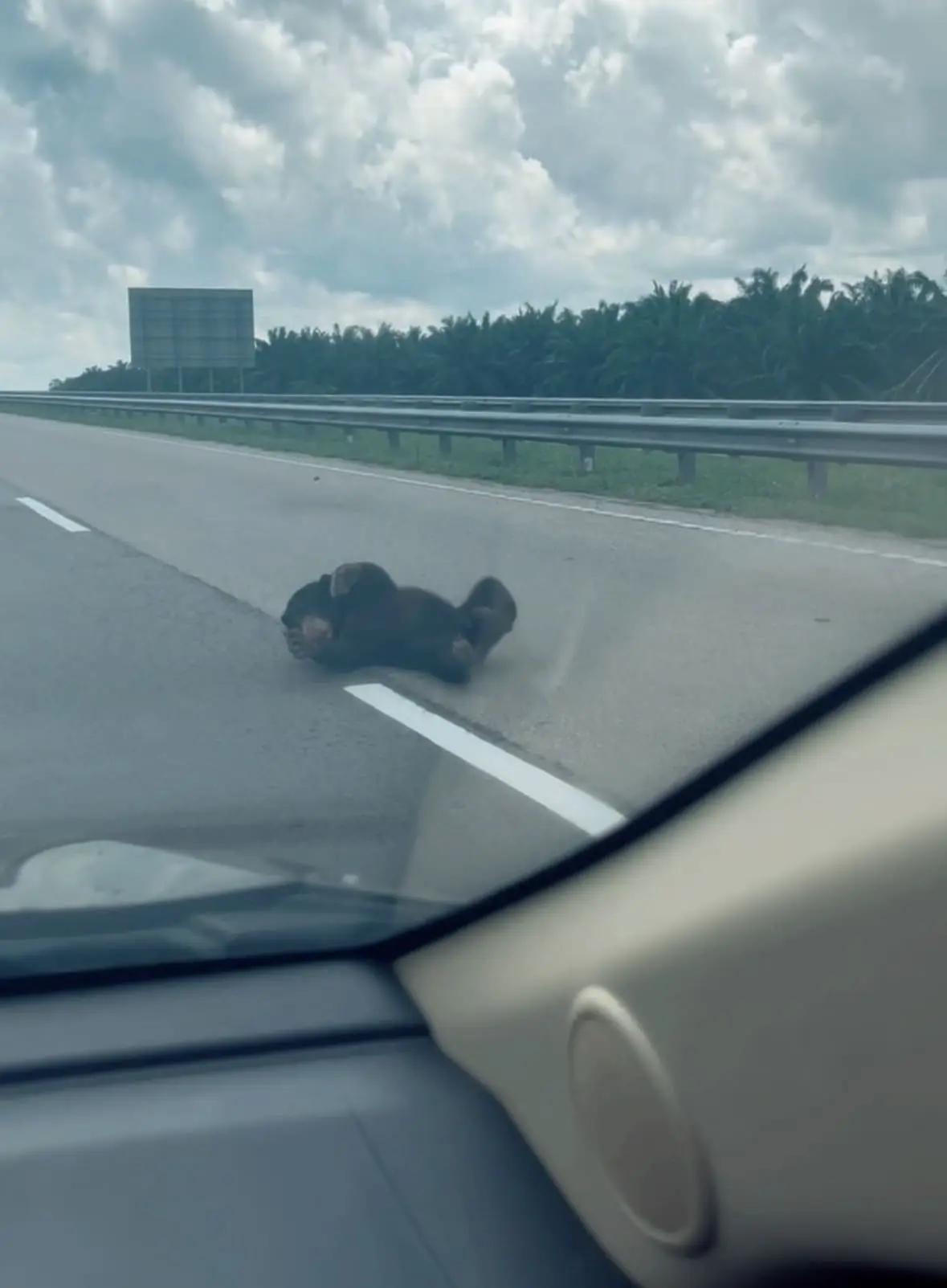 baby bear spotted at LPT Kuantan