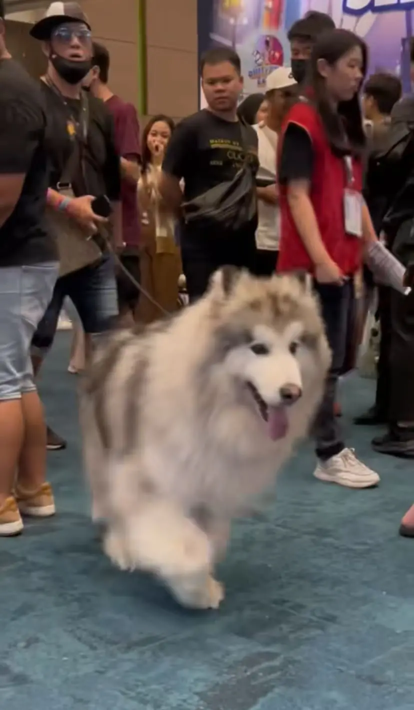 Giant Malamute Dog At Pet Expo