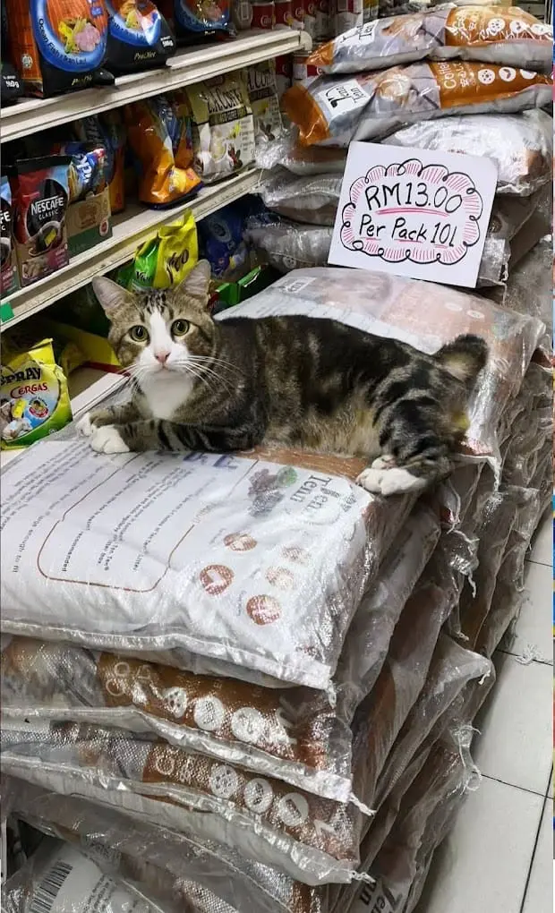 cat in Kim Leong Mini Market in Penang