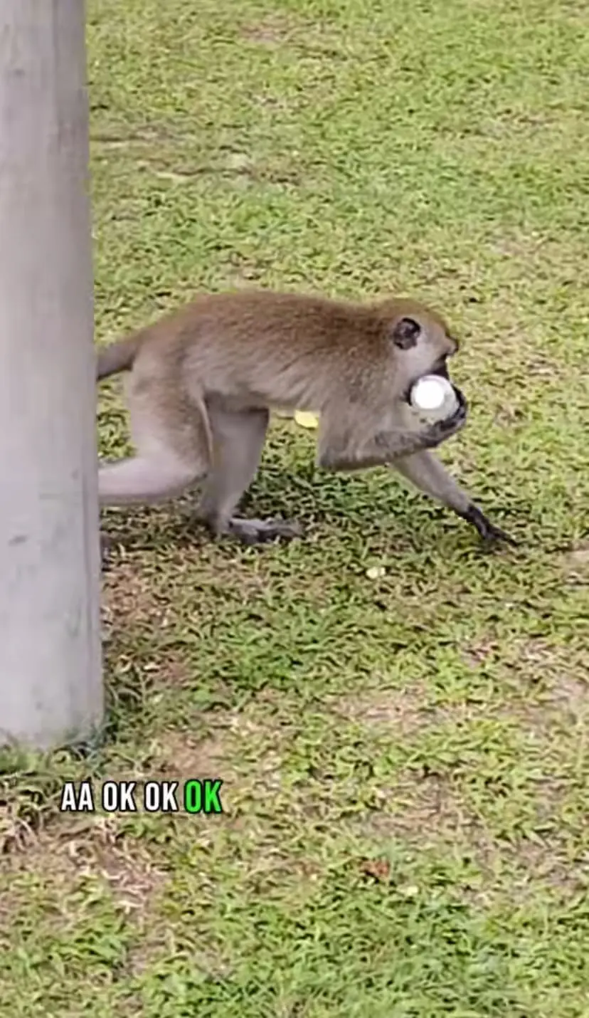 Monkey gives the glove back and takes a water bottle