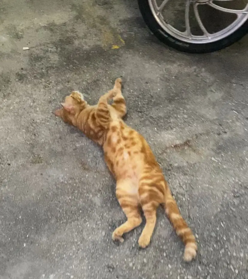 Oyen relaxing