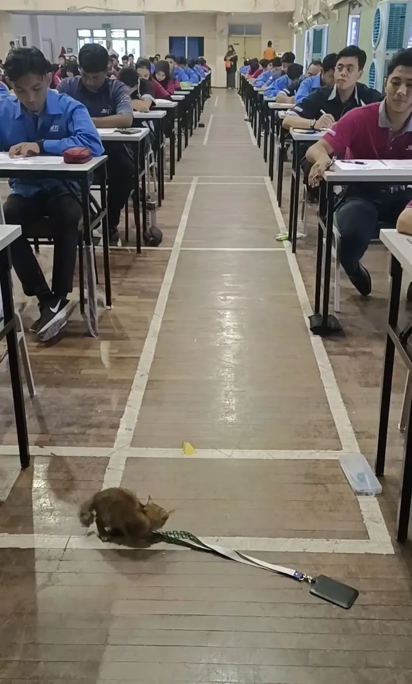 The boy's lanyard got snatched away by the cat