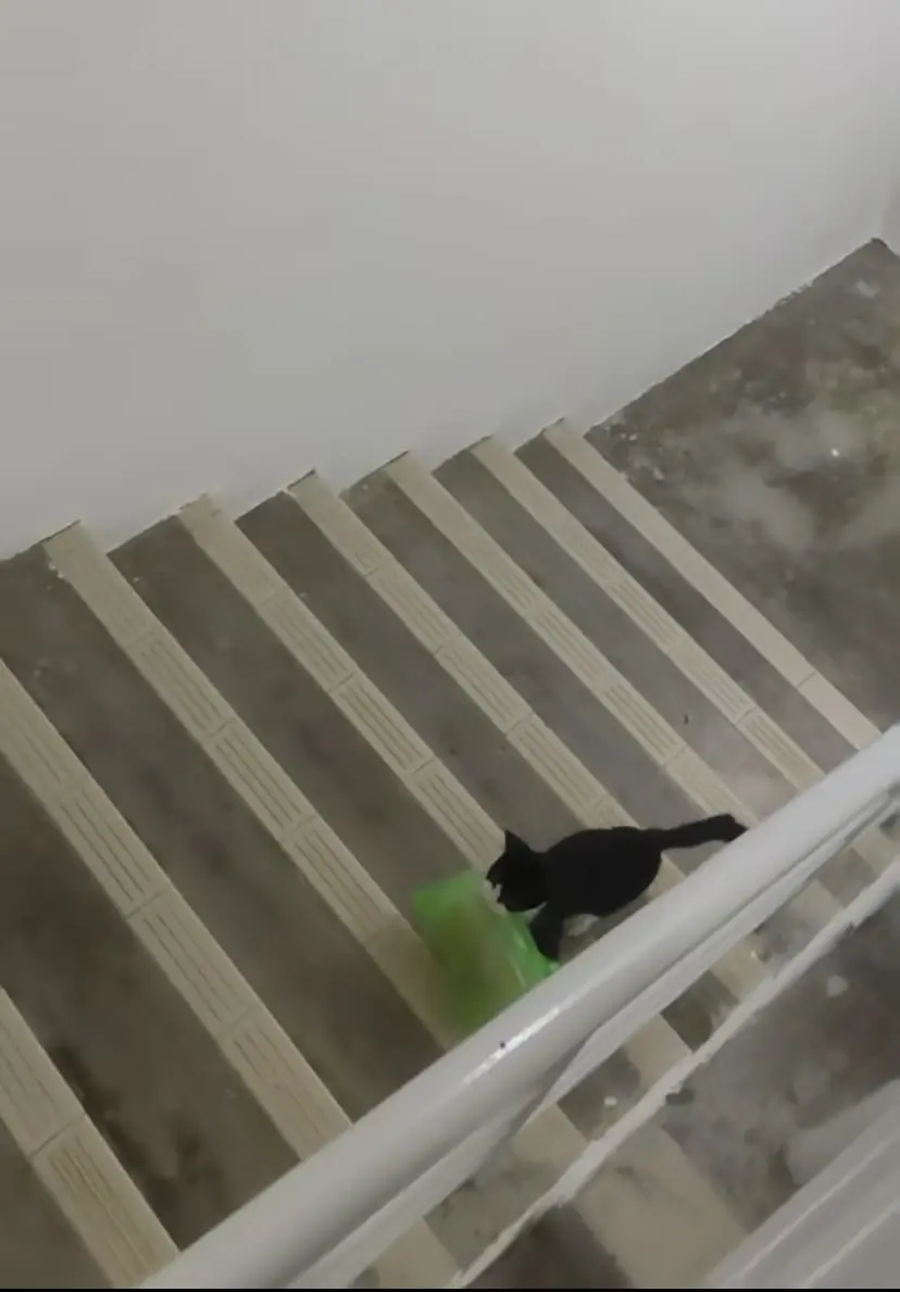 Cat bringing food while walking upstairs