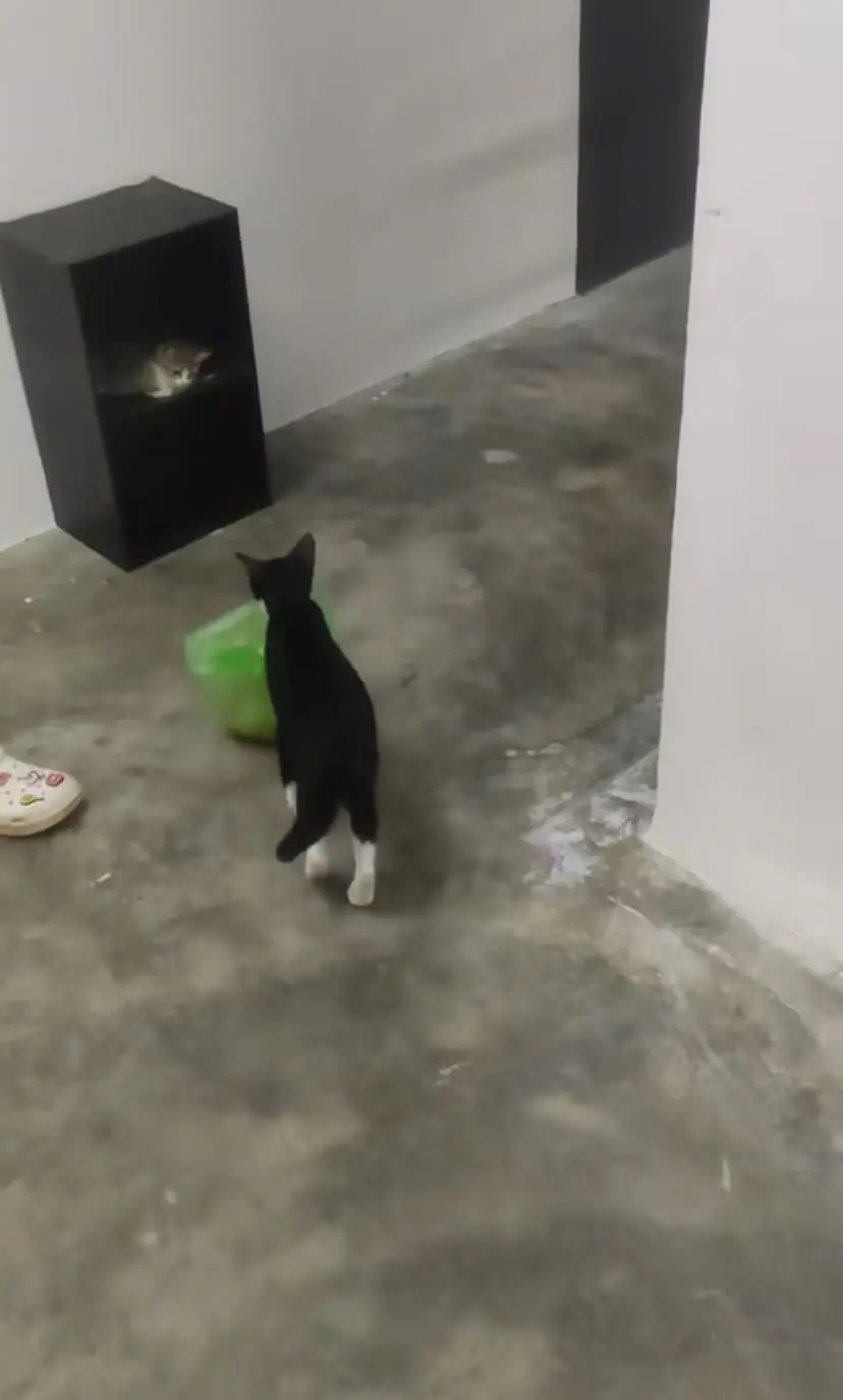 Cat bringing food while walking upstairs
