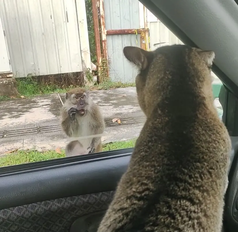 cat and monkey in heated argument